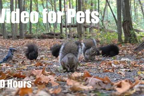 A Scurry of Squirrels and Forest Friends in Fall - 10 Hour Cat TV for Pets 🐱 - Oct 07, 2025