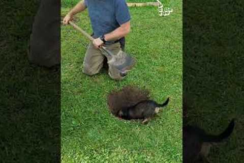 Home Improvement But With Paws