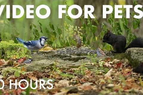 Blue Jays, Squirrels and Forest Friends in Fall - 10 Hour Cat TV for Pets to Watch 🐱 - Oct 10, 2025