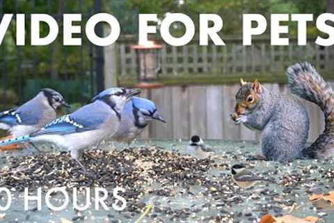 Video for Pets and People - 10 hours of Beautiful Backyard Birds and Squirrels - Oct 09, 2025