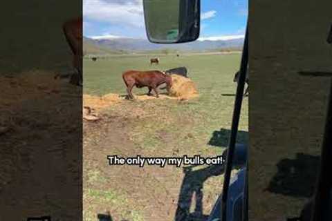 Bulls Play Soccer With Bales Of Hay 🐂🤣