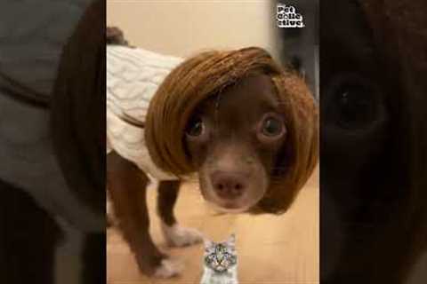 Judgy Cat's Monster Mayhem