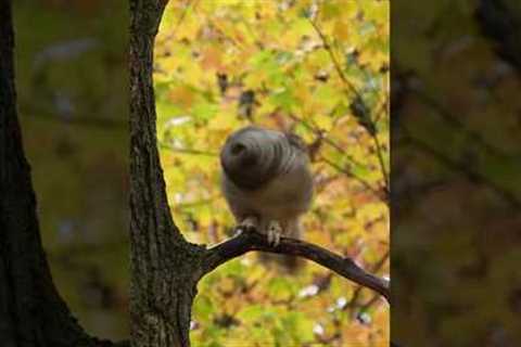 Shake It Off (owl edition) #cattv #handsomenature