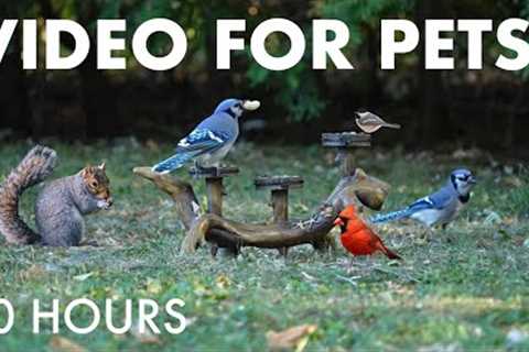 Saturday Morning Cartoons for Pets - 10 Hours of Backyard Bliss for Birds - Oct 11, 2025