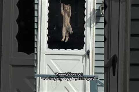 What dat dog doin'?! 😹