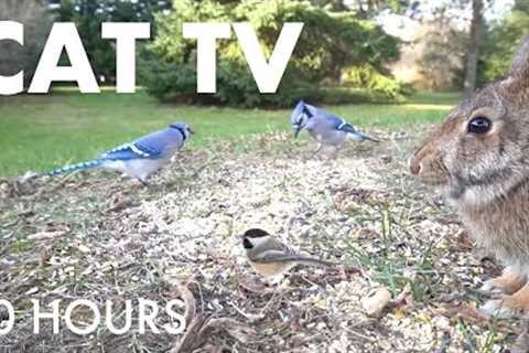 Rabbits, Squirrels and Beautiful Birds - 10 Hour Cat TV for Pets to Watch 🐱 - Oct 12, 2025
