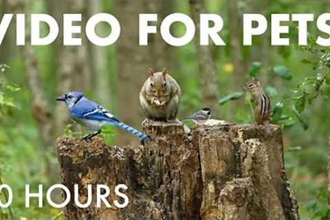 Blue Jays, Chipmunks and Squirrels in the Forest - 10 Hour Cat TV for Pets to Watch - Oct 08, 2025
