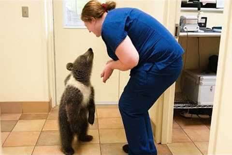 When Animals Who Totally Distract Vets During Checkups! 🤣 Funny Animal Reaction!