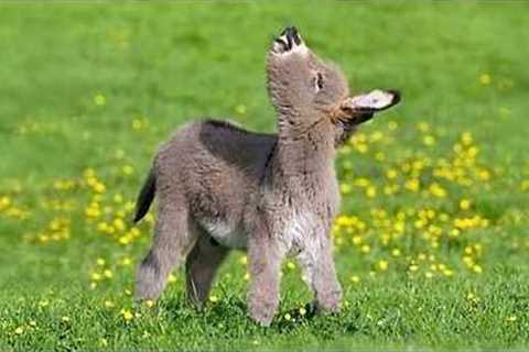 Animals Are The CUTEST in the World 🤣 Funny Animals Videos 2025