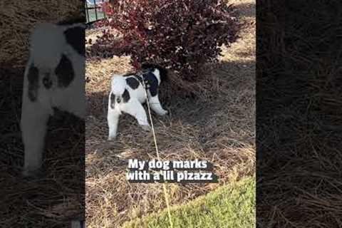 My Puppy Pees in Style