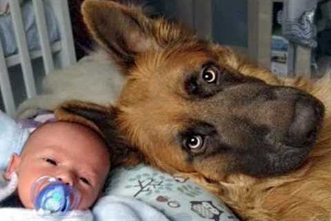 German Shepherd Dogs Protecting Babies and Raising Them Like His Own ❤️