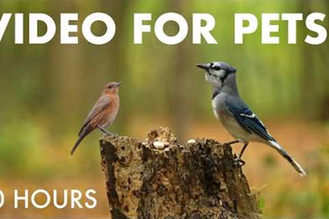 Relaxing Video for Pets and People - 10 Hours of Forest Animals in the Fall - Oct 14, 2025