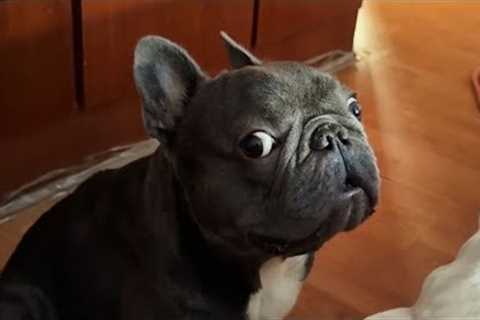 French Bulldogs Can't Stop Being Dramatic 🤣 Funny Dog Videos 2025