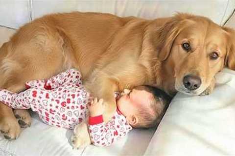Adorable Dogs Taking Care of Babies Like Their Own Puppies 😍