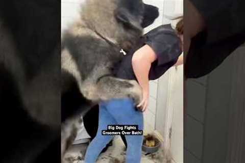 Giant Dog REFUSES To Let Groomers Bathe Him! 💥🤣