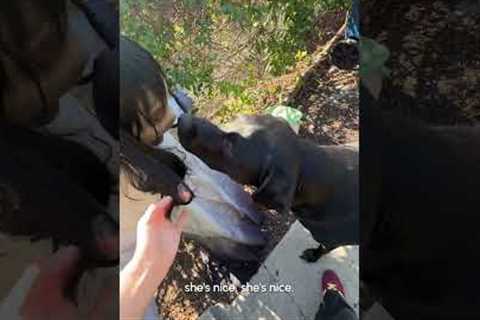 Whoever thinks big dogs are tough has obviously not seen them at halloween time! 😅💥☠️