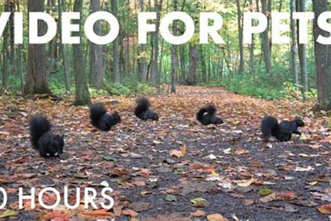 Birds, Squirrels and Forest Friends in Fall - 10 hour Video for Pets and People 🐱 - Oct 16, 2025