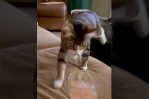 My cat does this when she wants attention...