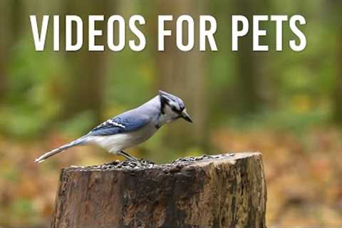 Beautiful Forest Animals in Autumn - 10 Hour Cat TV for Pets to Watch - Oct 17, 2025