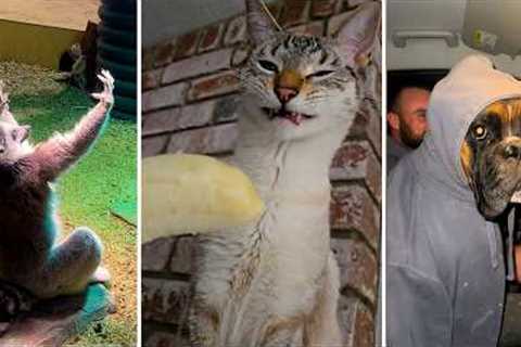 The FUNNY Pet Moments, Try Not To Laugh | Funny Animal Videos