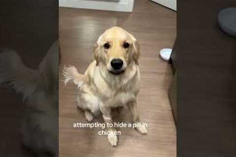 My Dog Is Too Smart For Hidden Pills