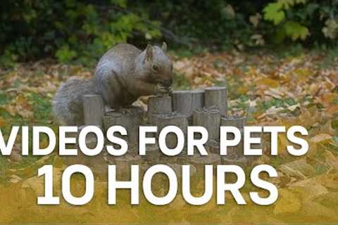 10 Hours of Fall, Feathers and Furry Friends - October 18, 2025