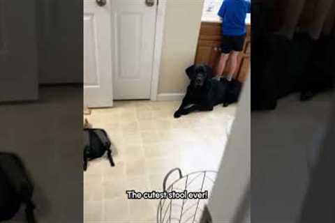 I found my son using my dog to reach the bathroom sink! 😆❤️🐕