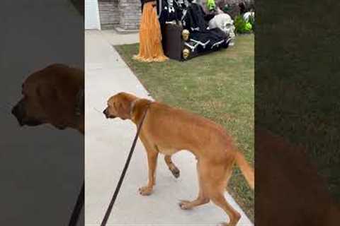 Sweet Dog Thinks Skeletons Are People And Wants To Meet Them