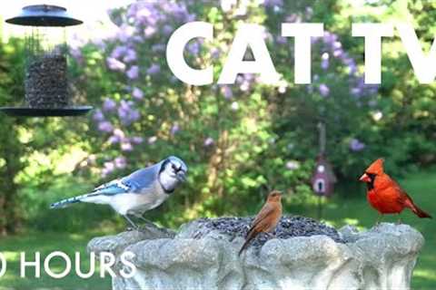Beautiful Birds, Squirrels and Backyard Animals -  10 Hour Cat TV for Pets 🐱 - Oct 19, 2025