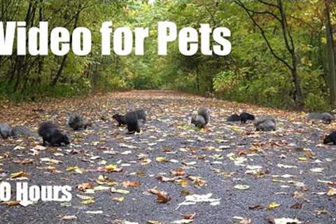 A Scurry of Squirrels in the Fall Foliage - 10 Hour Cat TV for Pets to Watch 🐱 - Oct  20, 2025