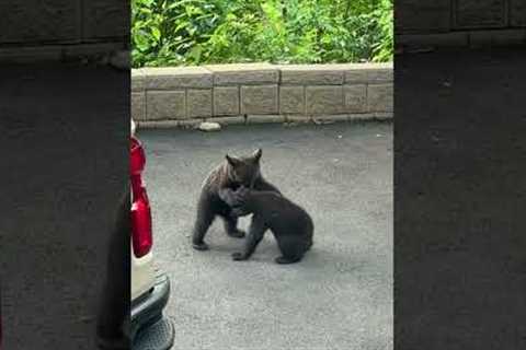 Baby Bears Playfully Wrestle With Each Other