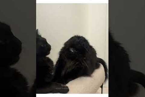 My cats won't stop fighting...