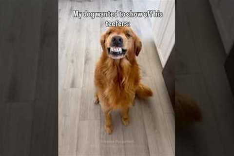 Those are some pretty perfect teef! 🤣🦷🥰 (Via - Courtney S.) #goldenretriever #funnydog #dog