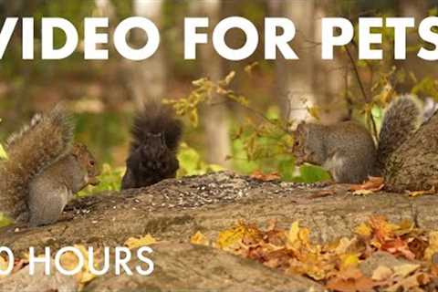 Cat TV for Pets to Watch 🐱 - Birds, Squirrels and Forest Friends in Fall - Oct  22, 2025
