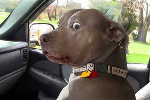 Dogs Can't Stop Being Comedians 😂 NEW Funny ANIMALS Video 2025