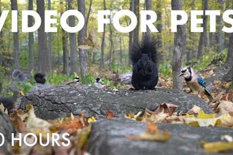 Cat TV for Pets to Watch - 10 Hour Relaxing Video with Forest Birds and Squirrels - Oct 23, 2025