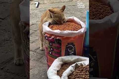 My Dog Smiles On Command 😅🤣