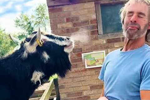 Funniest Animal Videos Ever That Will Definitely Brighten Your Day 😅