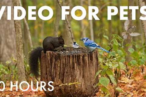 Black Squirrels, Blue Jays and Forest Animals in Fall - 10 Hour Cat TV for Pets 🐱 - Oct 24, 2025