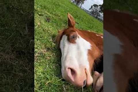 Cuddling with my horse in the pasture 😍
