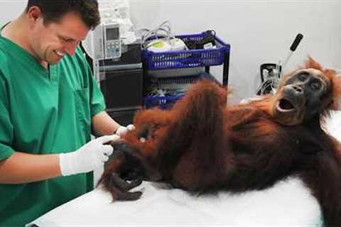 Animals Who Totally Interrupt Vets During Checkups! 🤣 Funniest ANIMAL Moments