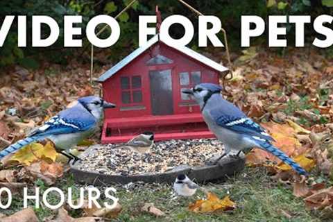 Saturday Morning Cartoons for Pets 🐱 - 10 Hours of Backyard Birds and Squirrels - Oct 25, 2025
