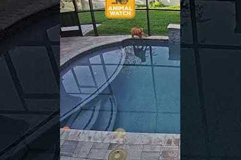 🤩 Ring Cams gone WILD!!