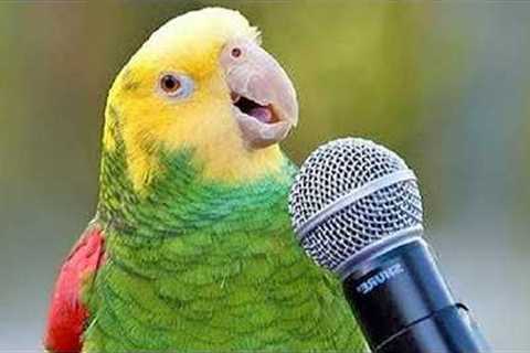 Best PARROT Talking Moments.. You’ll Crack Up 😂