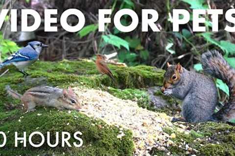 Sunday Morning Brunch for Birds, Squirrels and Chipmunks - 10 Hour Cat TV for Pets 🐱 - Oct 26, 2025
