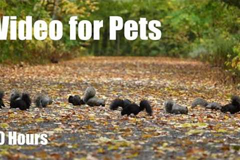 A Scurry of Squirrels and Forest Animals in Fall - 10 Hour Cat TV for Pets to Watch - Oct 27, 2025