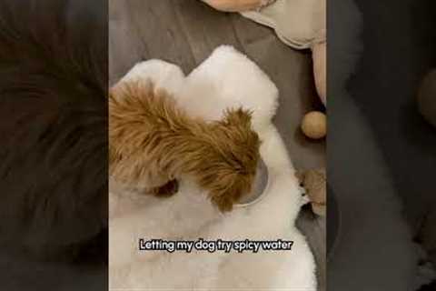 Dog Hates Spicy Water