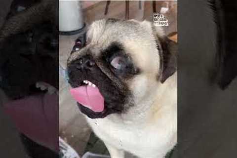 Cute Pug Licks Window