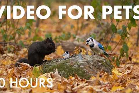 Cat TV for Pets to Watch 🐱 - 10 Hours of Birds, Squirrels and Forest Friends - Oct 28, 2025
