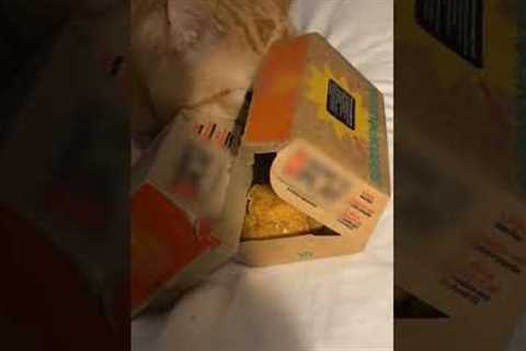 Grubby Little Thief Cat Steals My Chicken Nugget